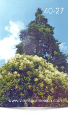 Árboles en el Jardín Principal de Real de Catorce, S.L.P. México