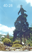 Otra vista del Árbol Grande en el Jardín Principal de Real de Catorce, S.L.P. México