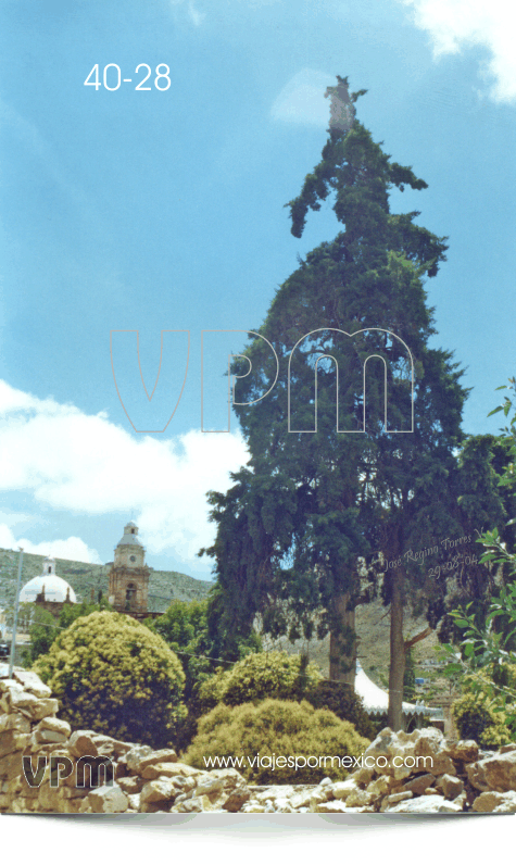 Otra vista del Árbol Grande en el Jardín Principal de Real de Catorce, S.L.P. México