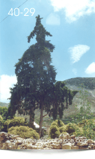 Árbol Grande en el Jardín Principal de Real de Catorce, S.L.P. México