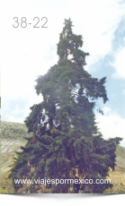 Árbol conocido como El Árbol Grande en el Jardín de Real de Catorce, S.L.P. México