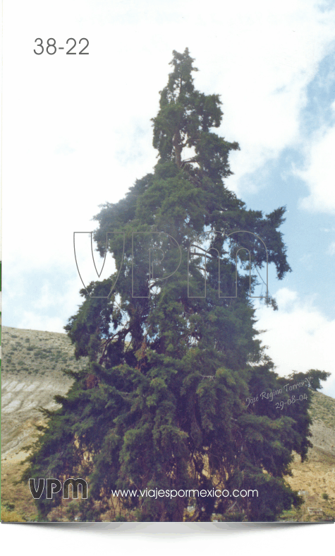 Árbol conocido como El Árbol Grande en el Jardín de Real de Catorce, S.L.P. México