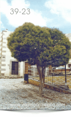 Árbol en la parte exterior del Jardín de Real de Catorce, S.L.P. México