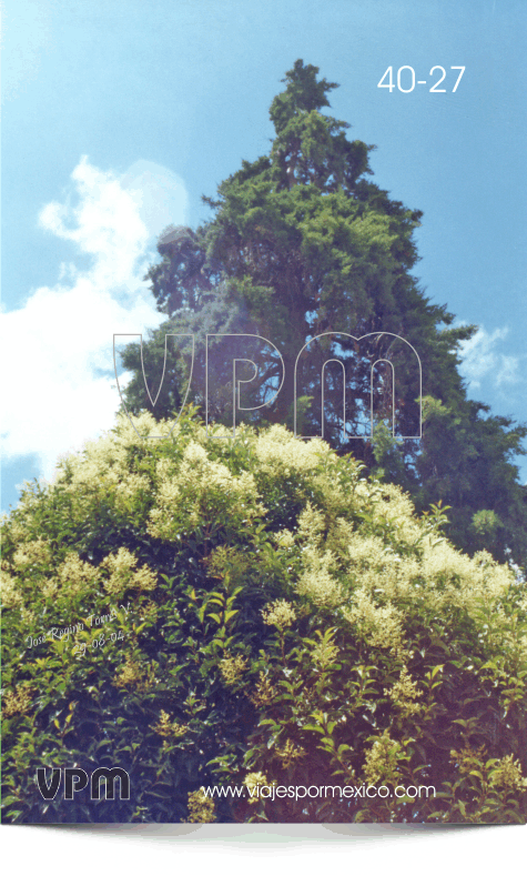 Árboles en el Jardín Principal de Real de Catorce, S.L.P. México