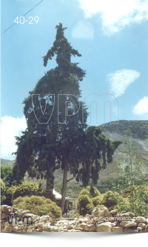 Árbol Grande en el Jardín Principal de Real de Catorce, S.L.P. México